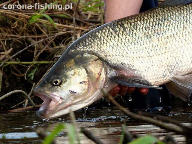 boleń