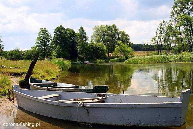 Mazurskie boczniaki.
