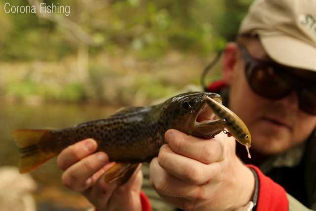 Największe smużaki - Corona-Fishing