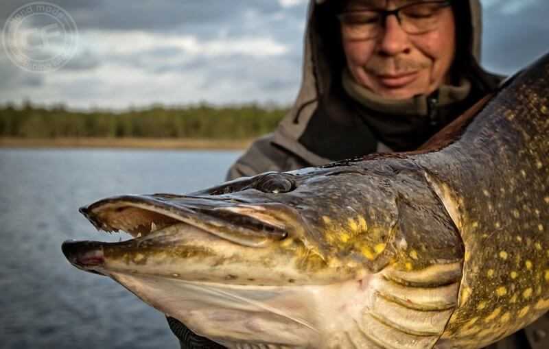 Kalendarz brań szczupaka holandia