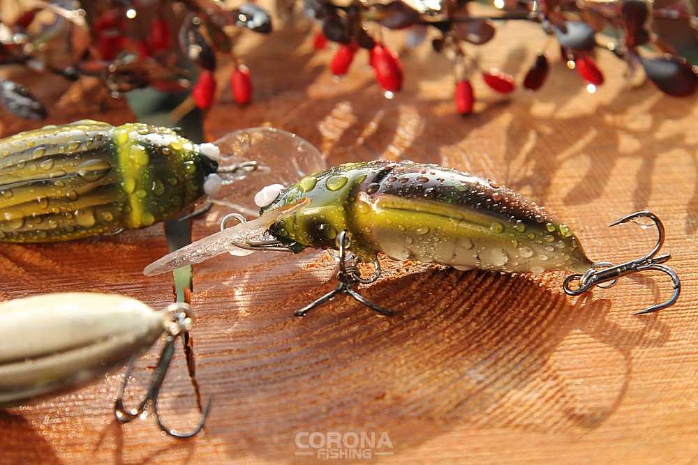 Największe smużaki - Corona-Fishing