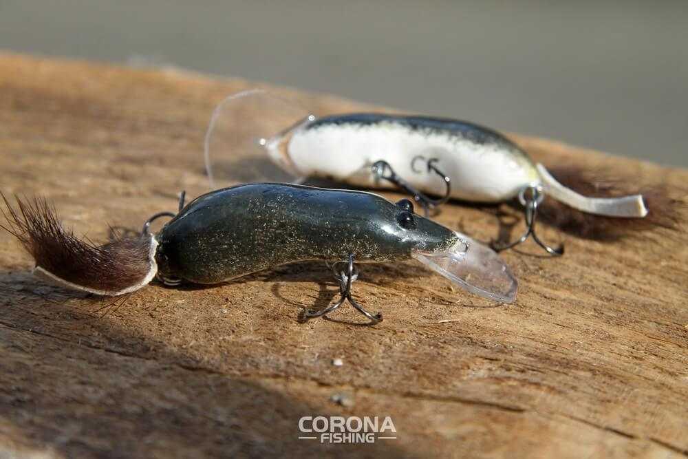 Największe smużaki - Corona-Fishing